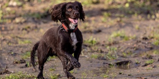 Spaniel running in mud