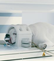 Why is veterinary advanced imaging more expensive than in human hospitals?