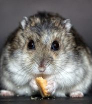 What is the best food for hamsters?