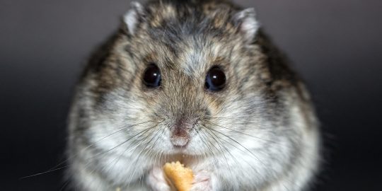 Dwarf hamster eating food