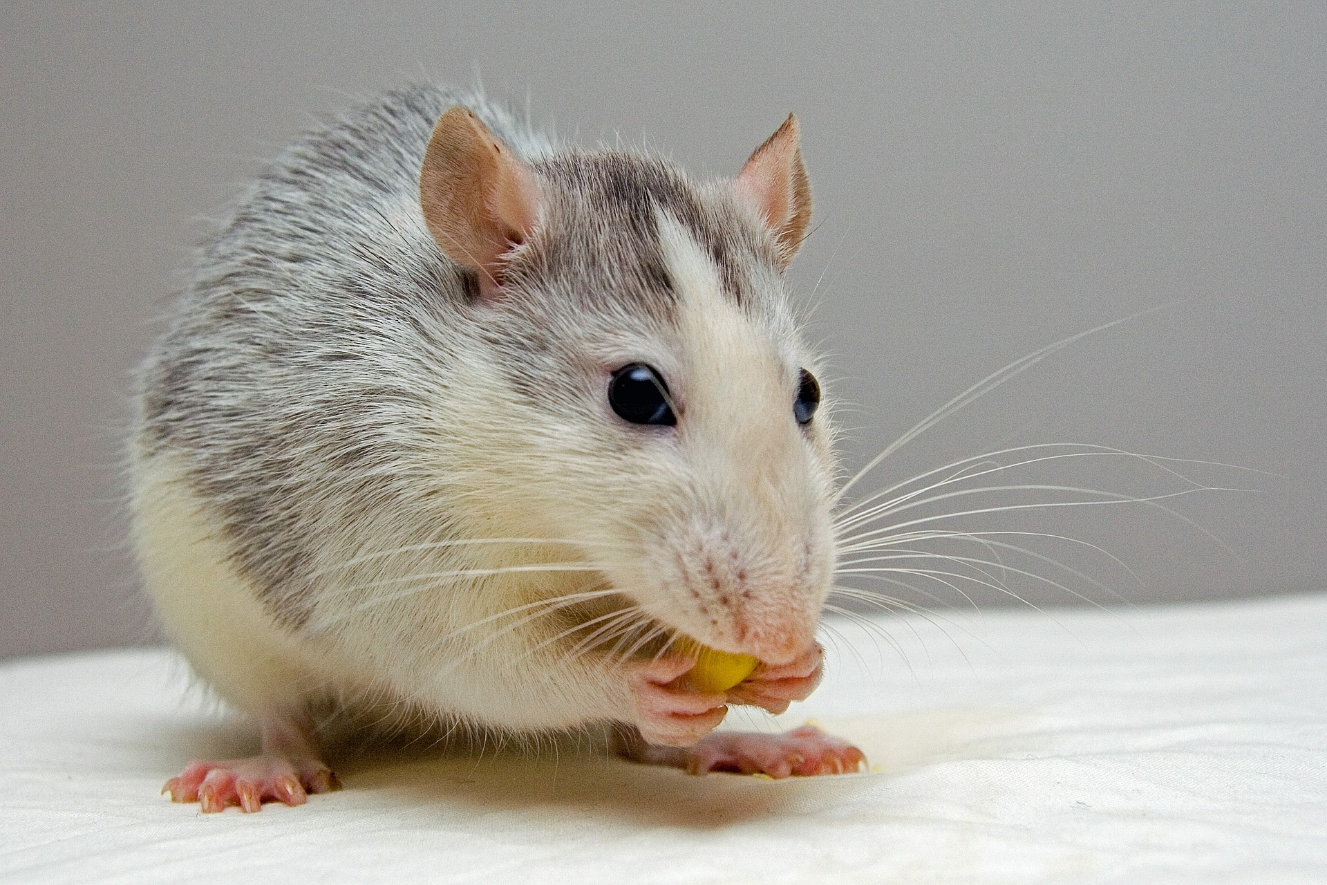 Rat nibbling food