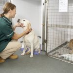 Vet nurse checking on friendly dog in the ward