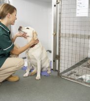 What to Expect When Your Dog Goes in to be Castrated