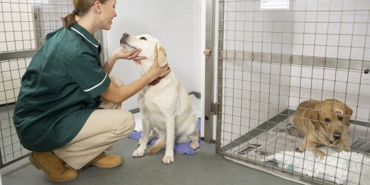 Vet nurse checking on friendly dog in the ward