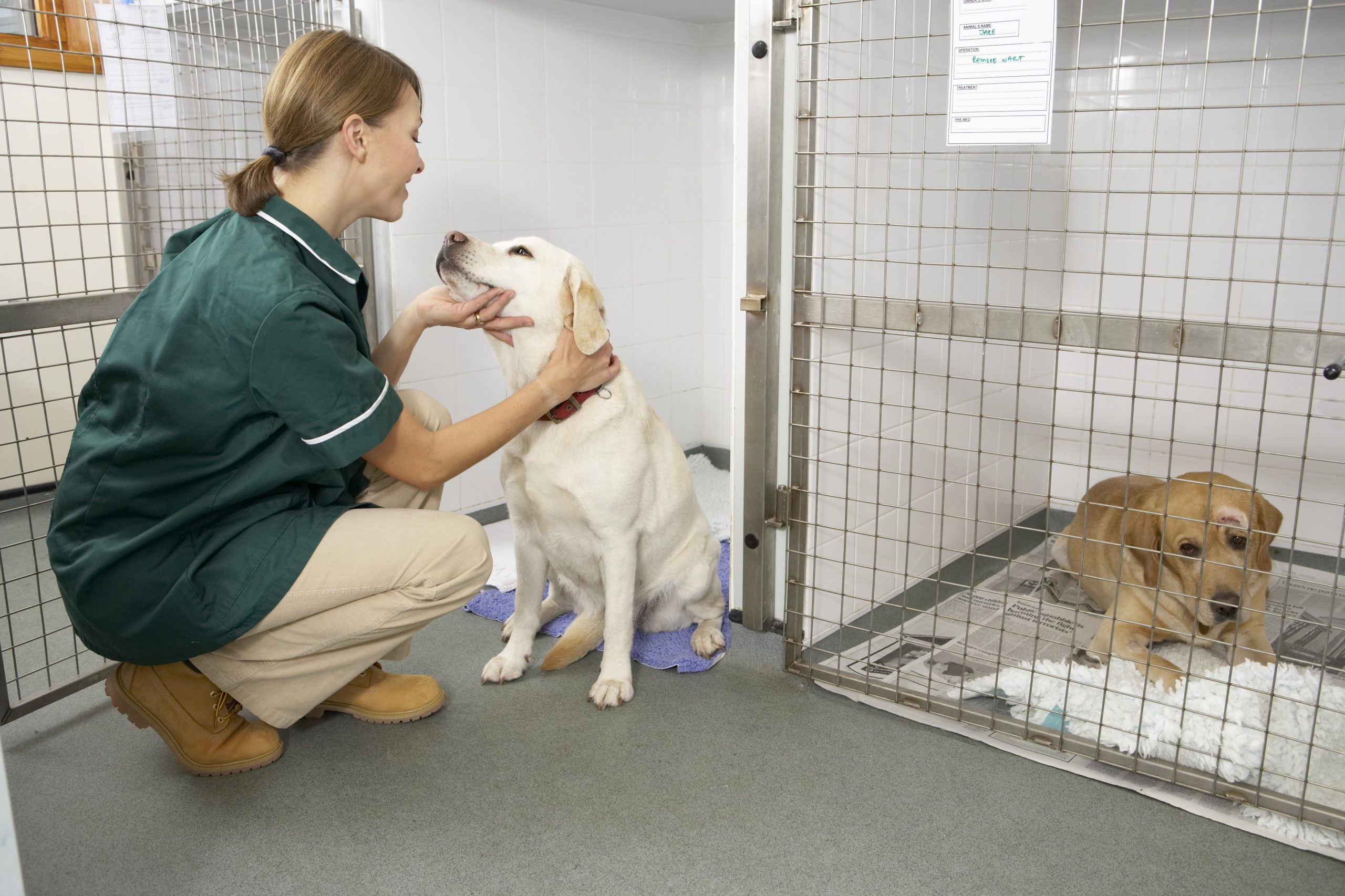 Vet nurse checking on friendly dog in the ward