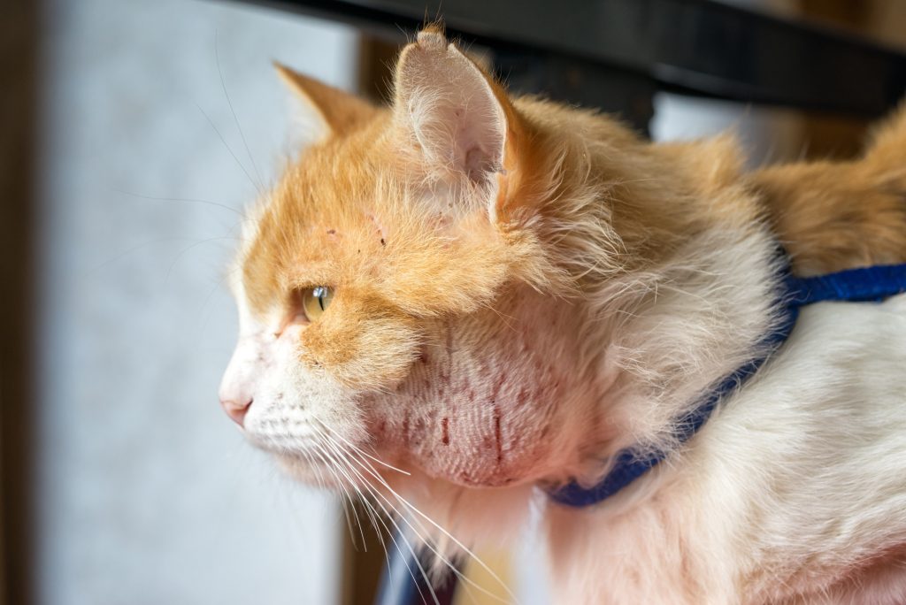 How is a cat bite abscess treated Vet Help Direct