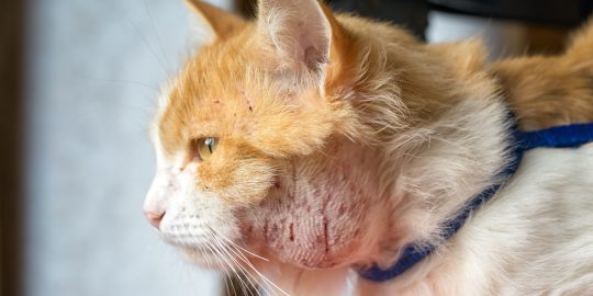 Cat with a bite abscess on throat