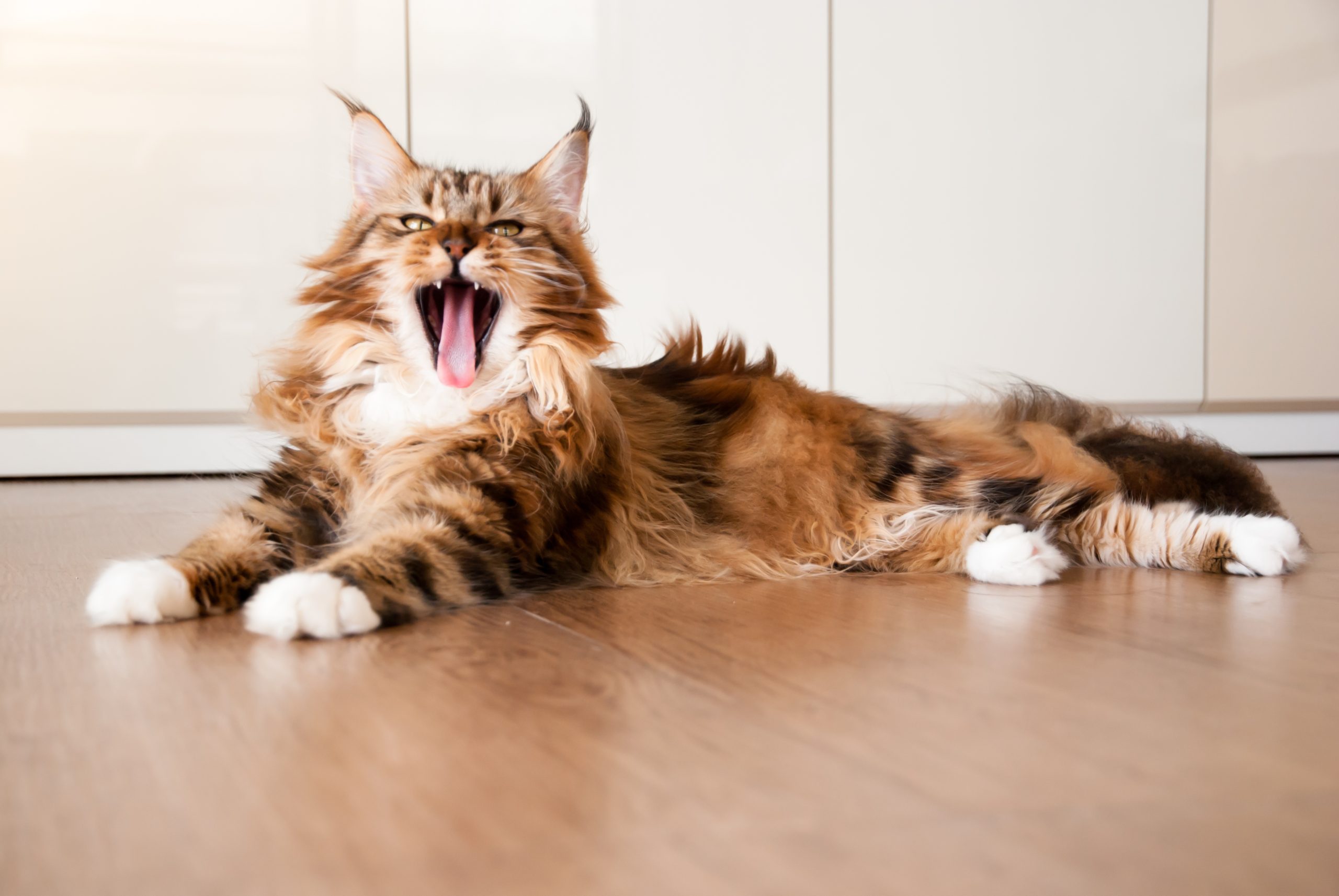 Maine coon cachorro