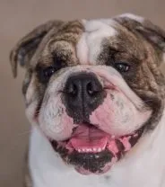 Do Bulldogs Make Healthy Pets?