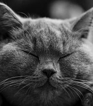 What is acromegaly in cats?