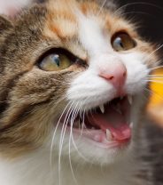 Can cats become addicts?