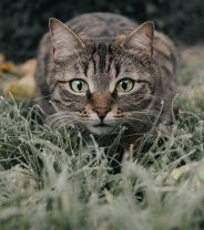 Case study: permethrin poisoning in a cat
