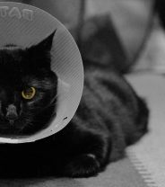 What to expect when your cat goes in to be spayed