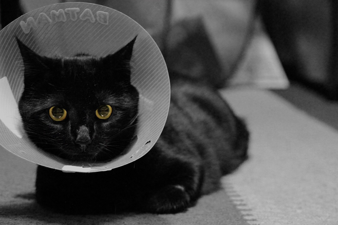 What to expect when your cat goes in to be spayed - Vet Help Direct