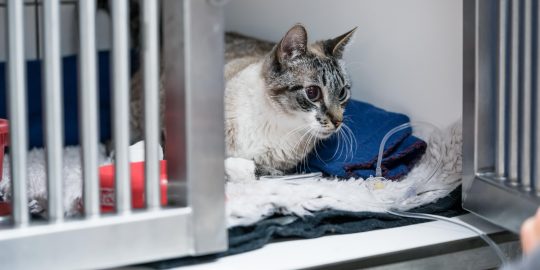 Can in hospital on drip