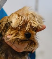 Should I use a mobile dog groomer?