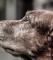 Taking on an older dog – 6 dos and don’ts