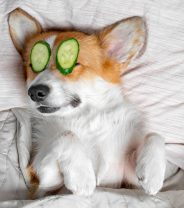 Facials for dogs - are they a good idea?