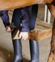 Pus in the foot: horse hoof abscesses Dos and Don’ts