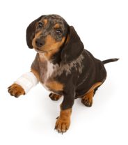 The importance of moist healing in animal wounds