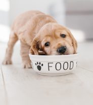 Which is more important in dog food - ingredients or nutrients?