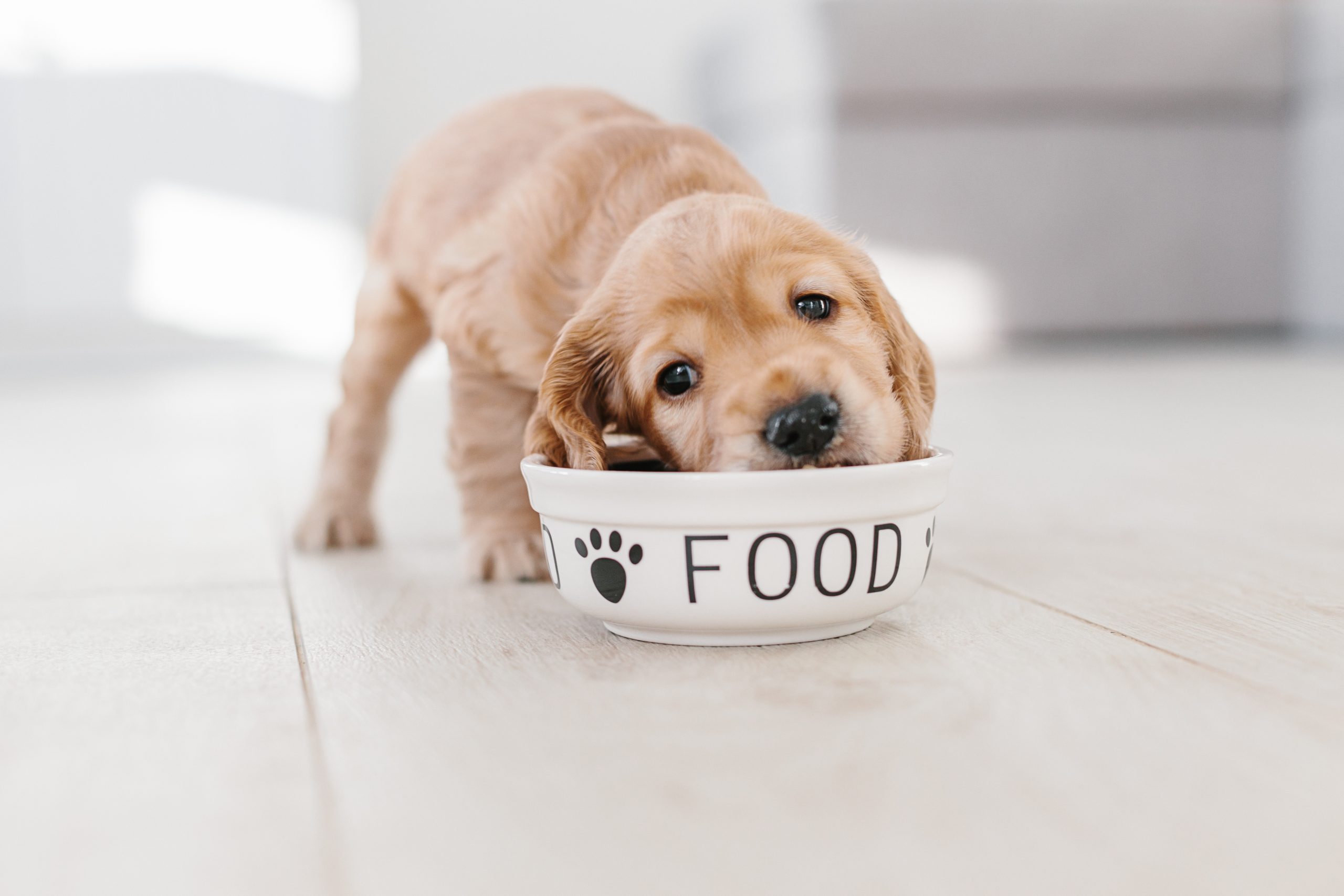 Puppy eating from bowl