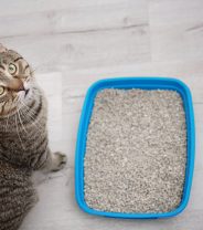 Why does my cat use the litter tray right after I clean it?