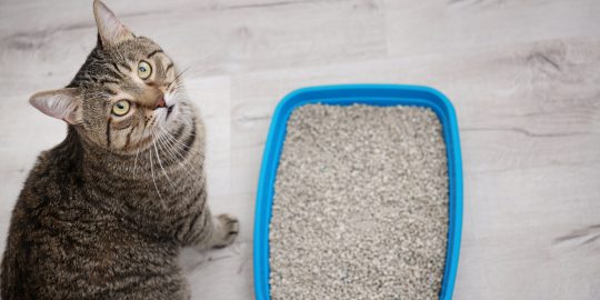 Cat standing beside clean litter tray looking at photographer