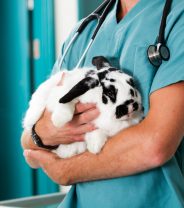 Why does my rabbit have a fever?
