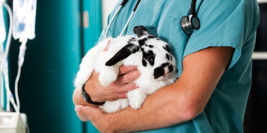 Rabbit being held by vet nurse