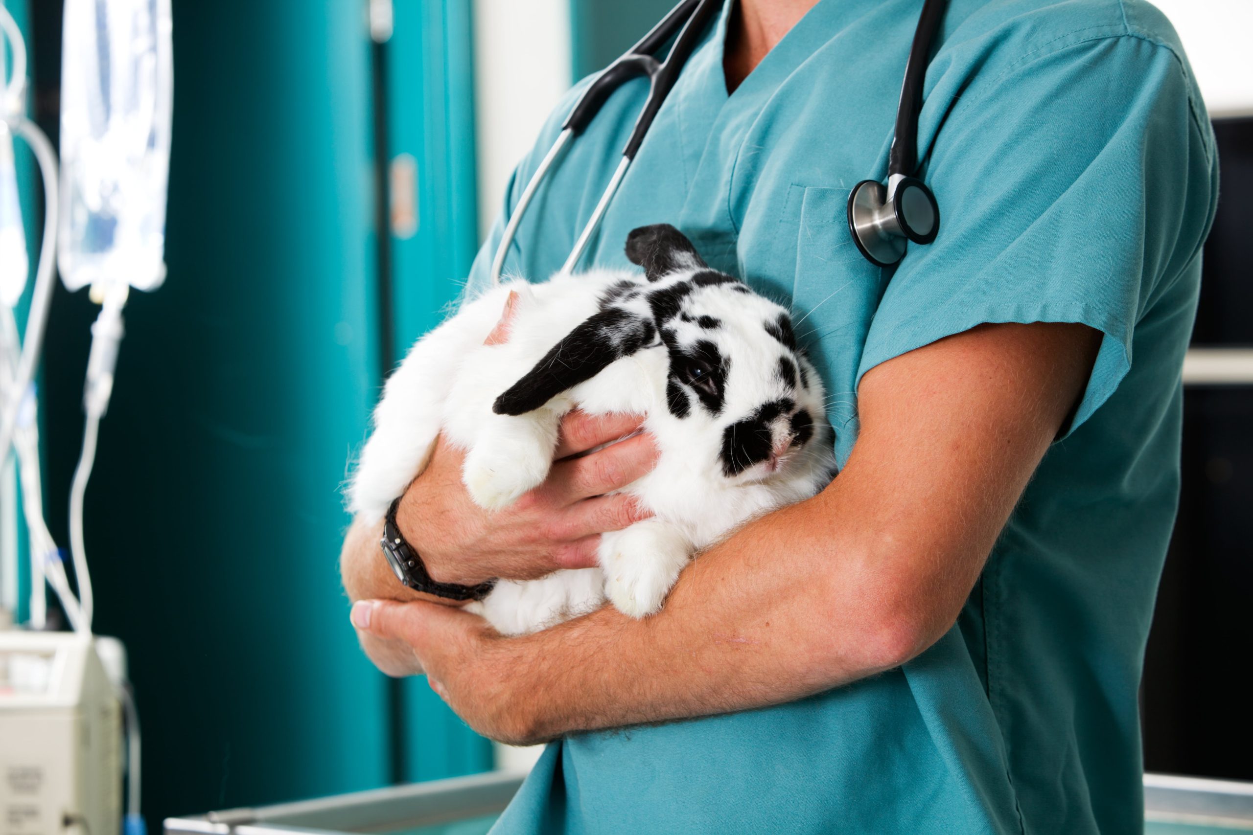 Rabbit being held by vet nurse