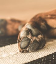Paw balm for dogs - why is it used?