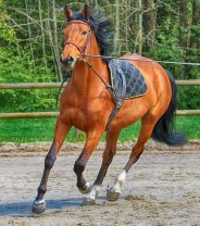 How important is it to have a horse vetted?