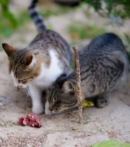 Is raw food best for cats?