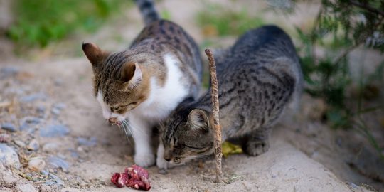 Cats eating meat