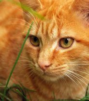 What cats get haemophilia?