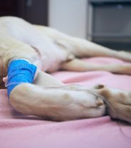 Can dogs get anaphylactic shock?