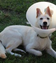 What to expect when your dog goes in to be spayed