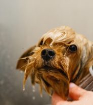 How to find a dog groomer