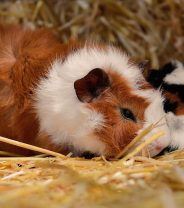 Why do guinea pigs eat their babies?