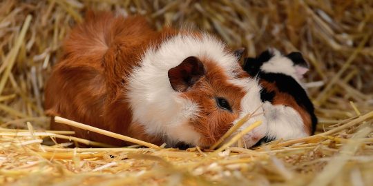 Guinea pig nibbling at straw