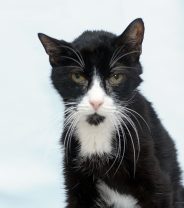 Why Can’t Vet Nurses Euthanase Animals Without a Vet?