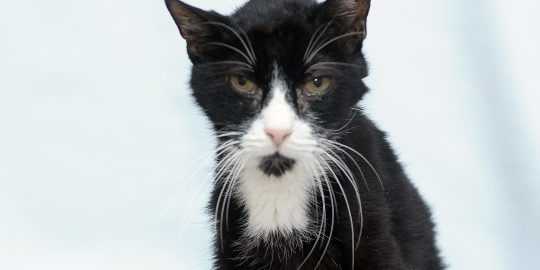 “Wilson” hyperthyroid cat