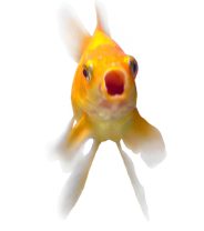 How Big Can a Goldfish Grow?