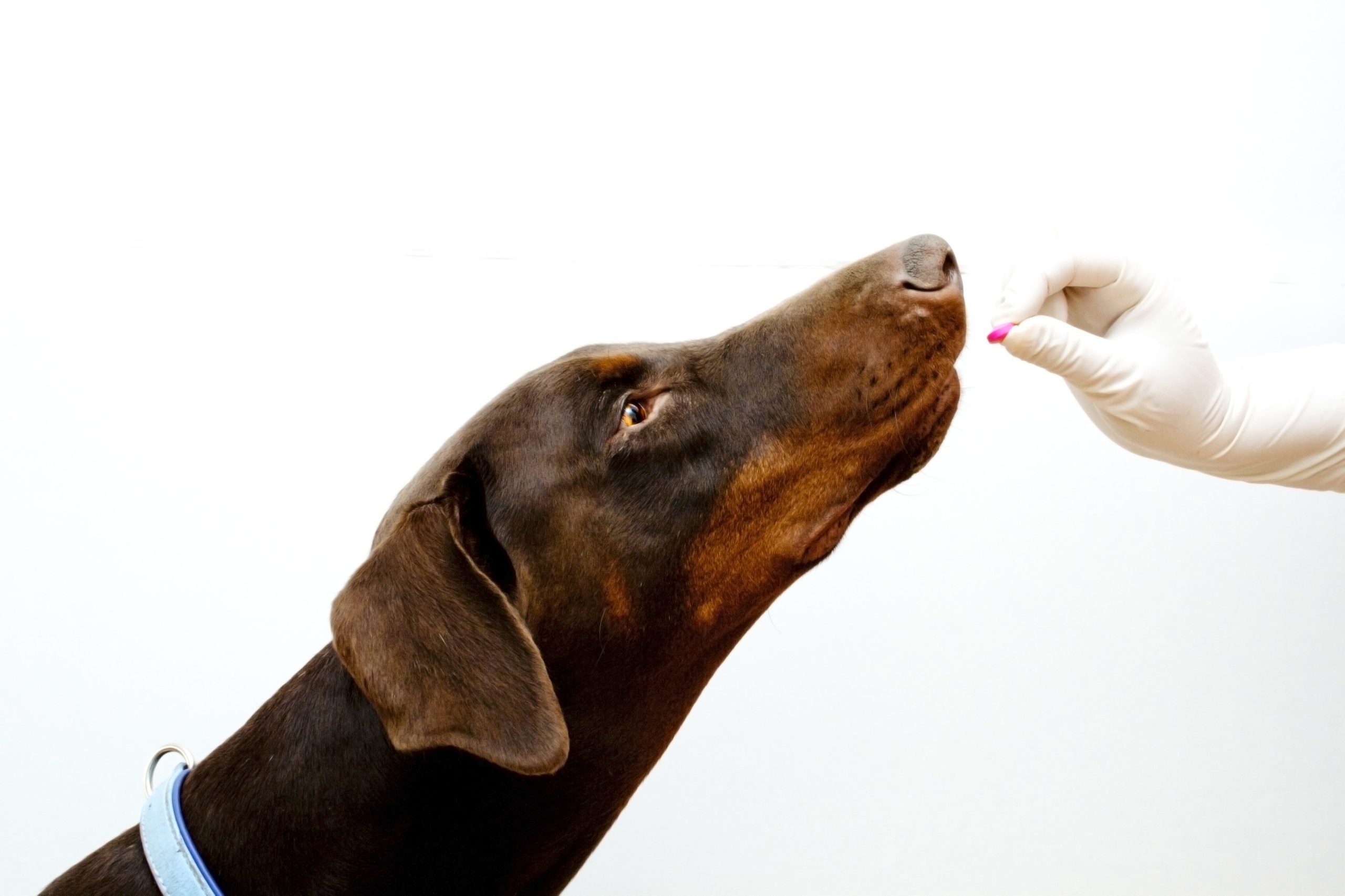 Why Did Vet Call Police About Pregnant Dogpodcast Personal - goupmz5