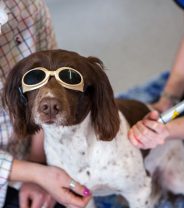 Laser therapy for pets - what's the evidence?