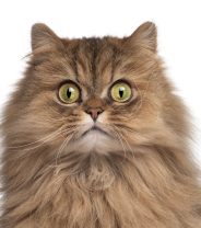 How will I know if my cat is stressed? 