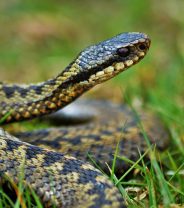 Emergency First Aid: What to do if your dog has been bitten by a snake