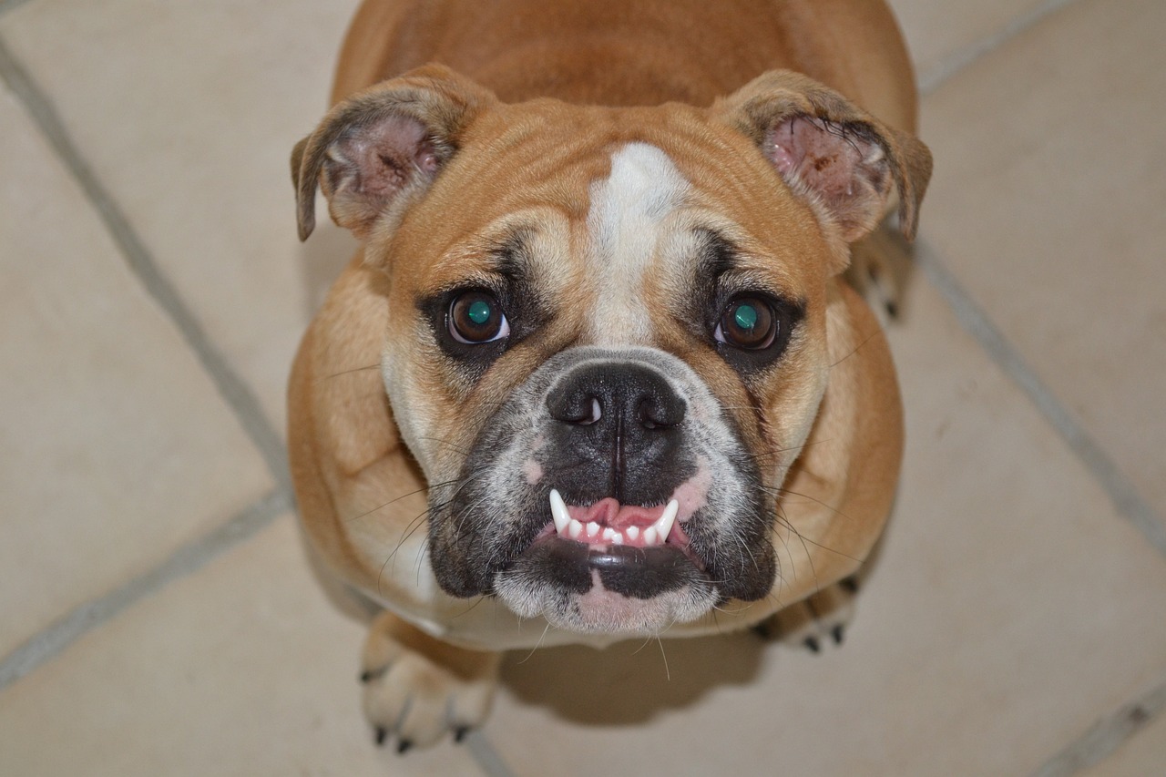 Bulldog with marked undershot jaw