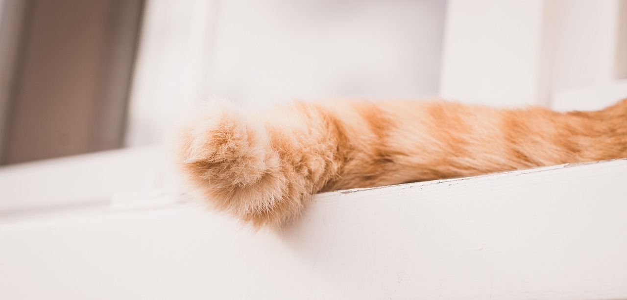 Why does my cat chase their tail? Vet Help Direct